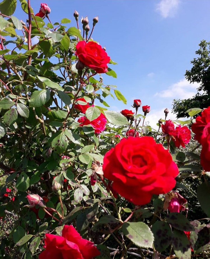 Wonderful roses!