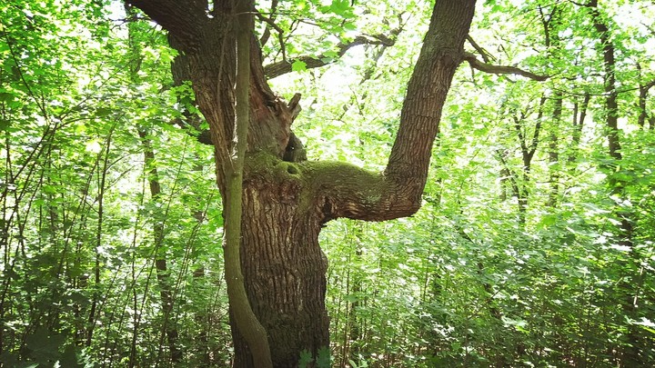 Muscule tree