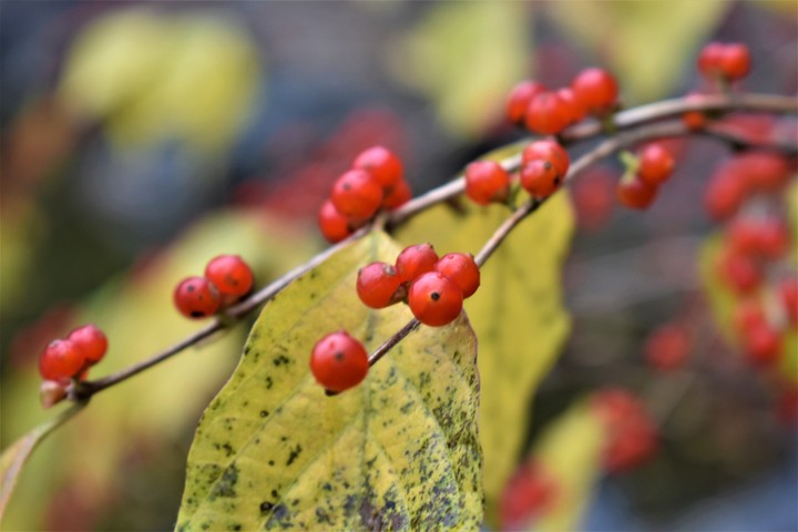 Leaf