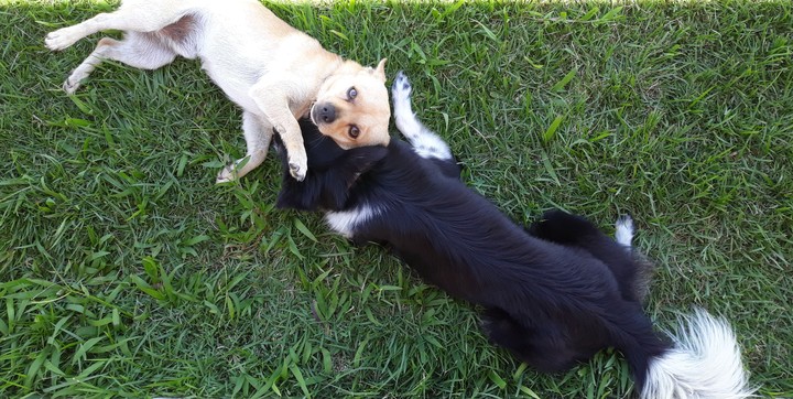 amor perruno
