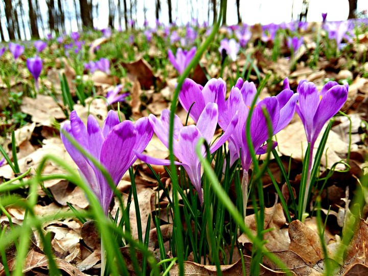 Проліски