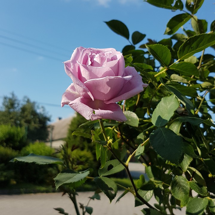 różowa róża