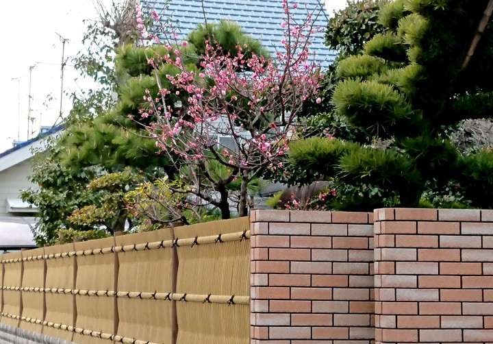 plum blossoms and pine