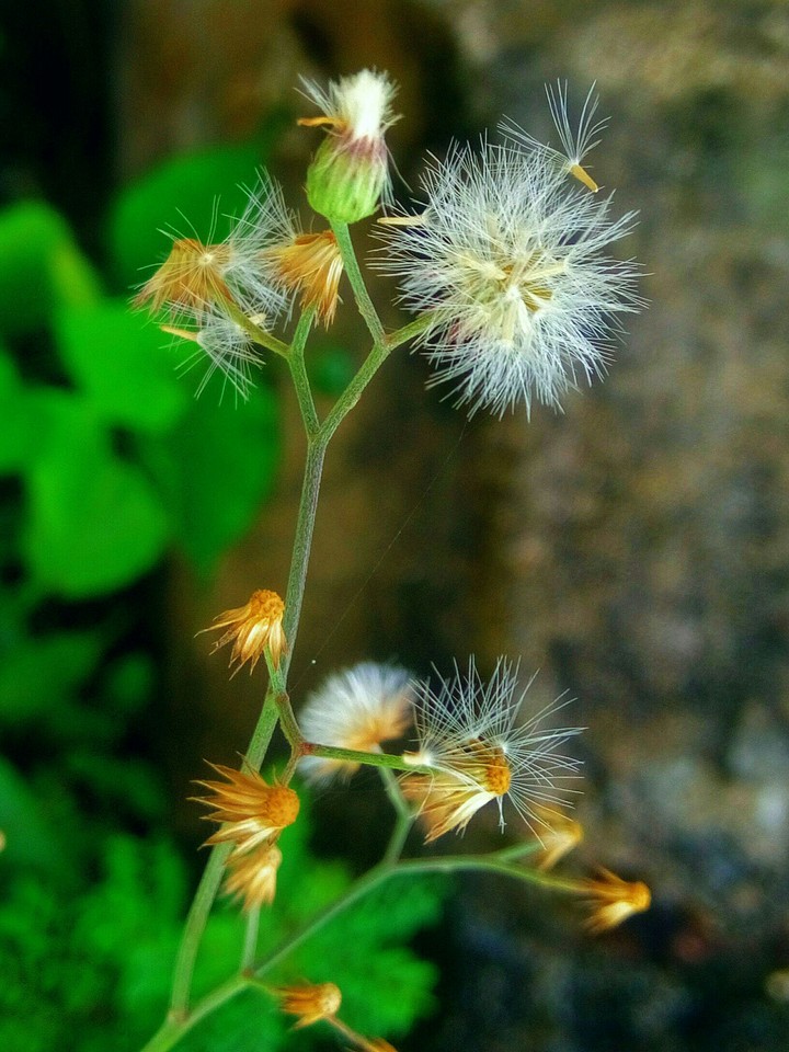 Blossom 