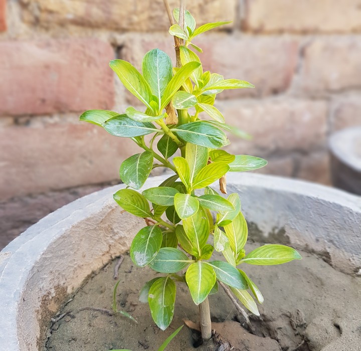plant