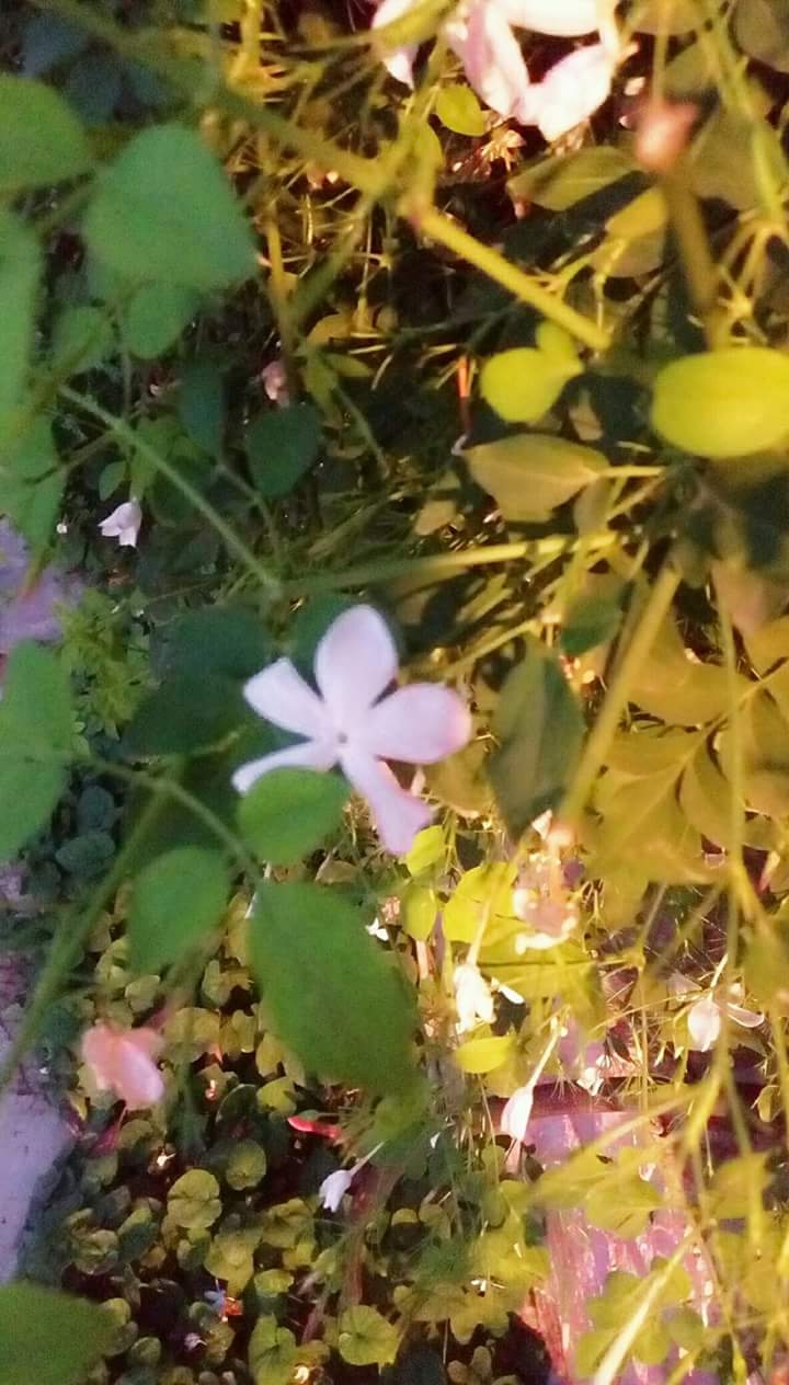 syrian jasmine❤