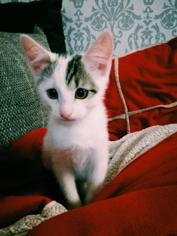 my kitten