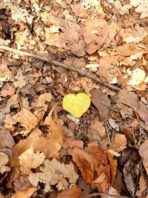 Liebe im Wald