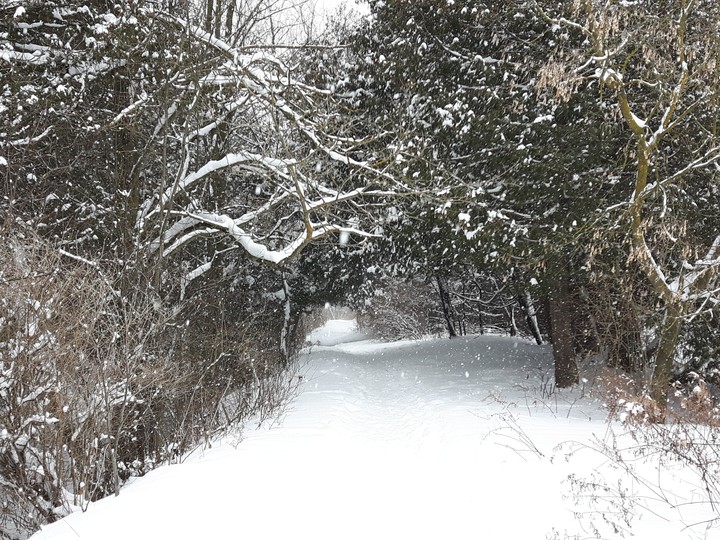 Snowy Days