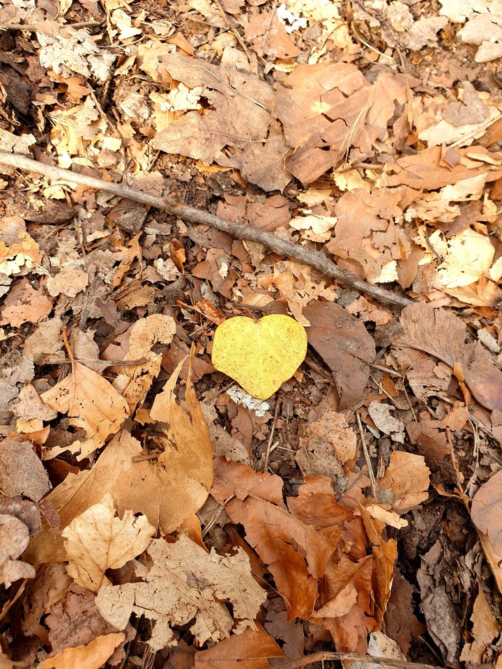 Liebe im Wald