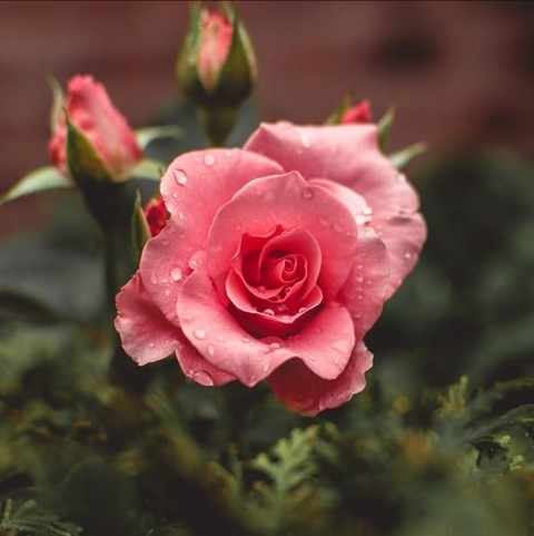 Rose