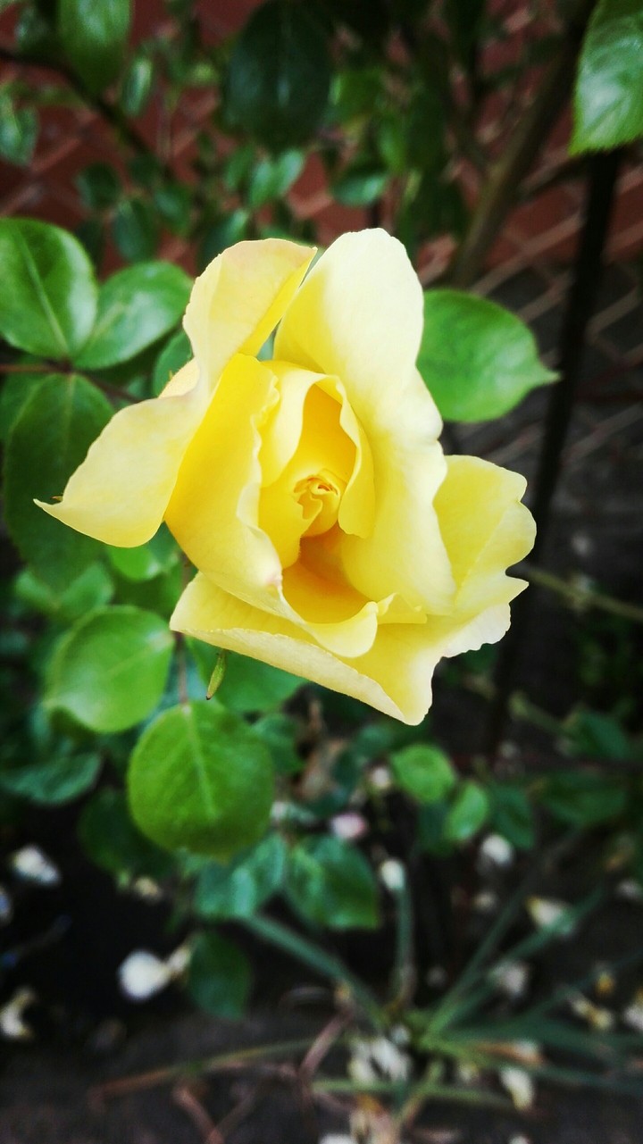 Beautiful rose