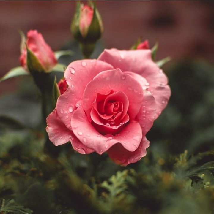 Rose