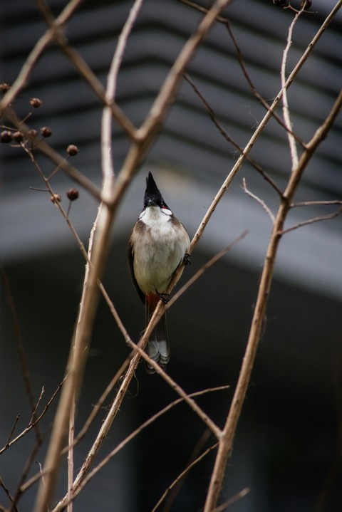 тапети bird, grey