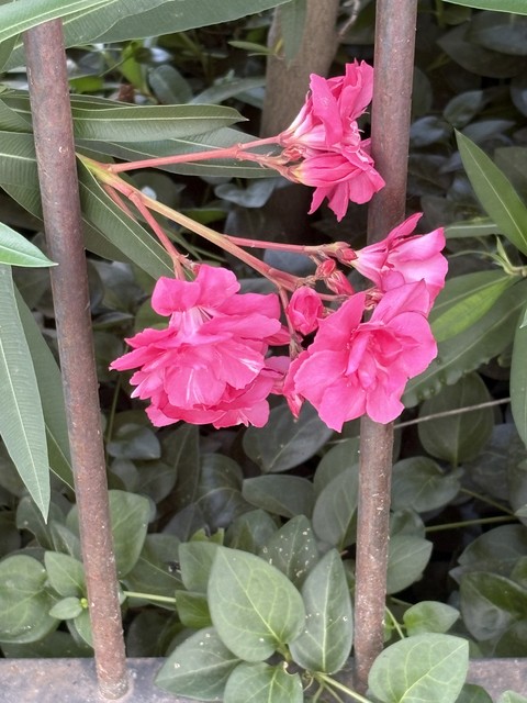 pink, flower wallpapers