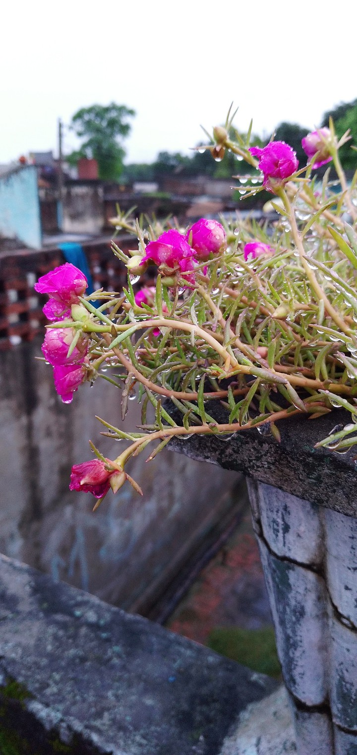 Flowers???????