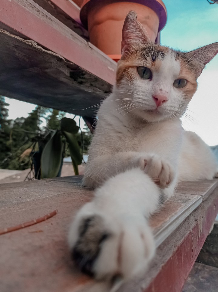 caturday