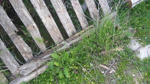 plant