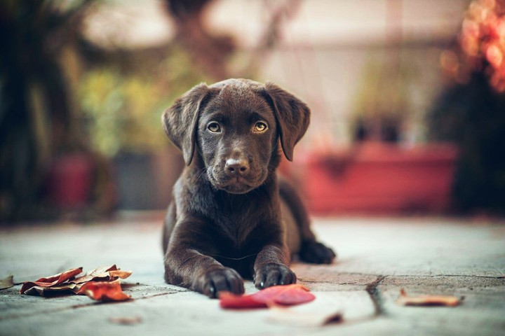 This is our dog♡