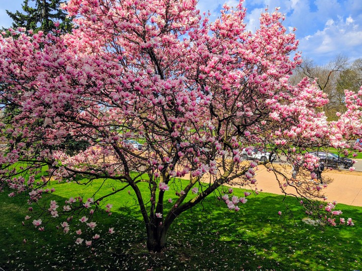 Cherry Blossom