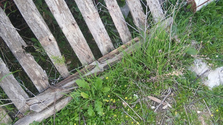 plant