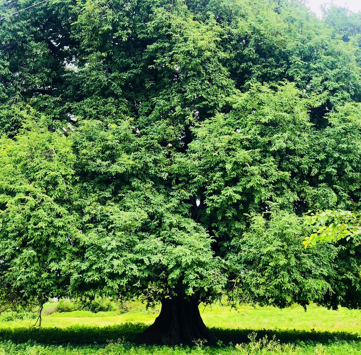 tree