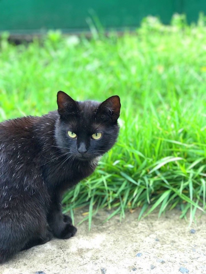 cat