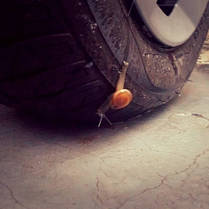 Snail 
