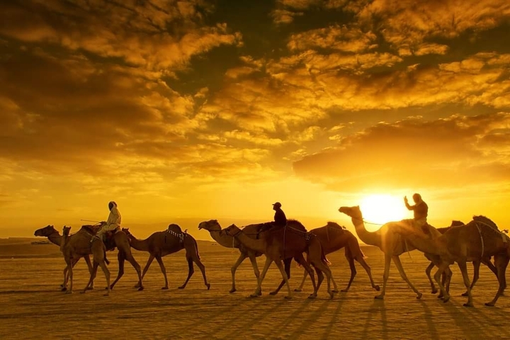 camels