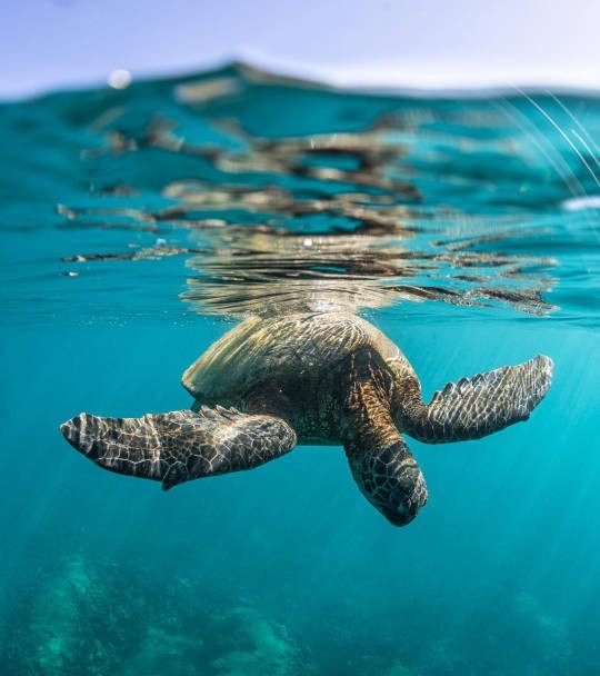 ocean life