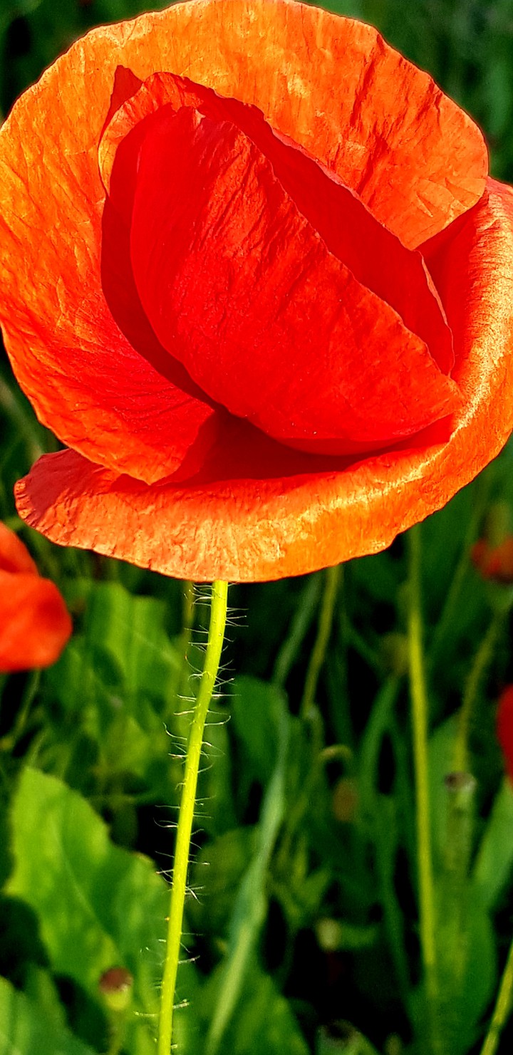 wonderful