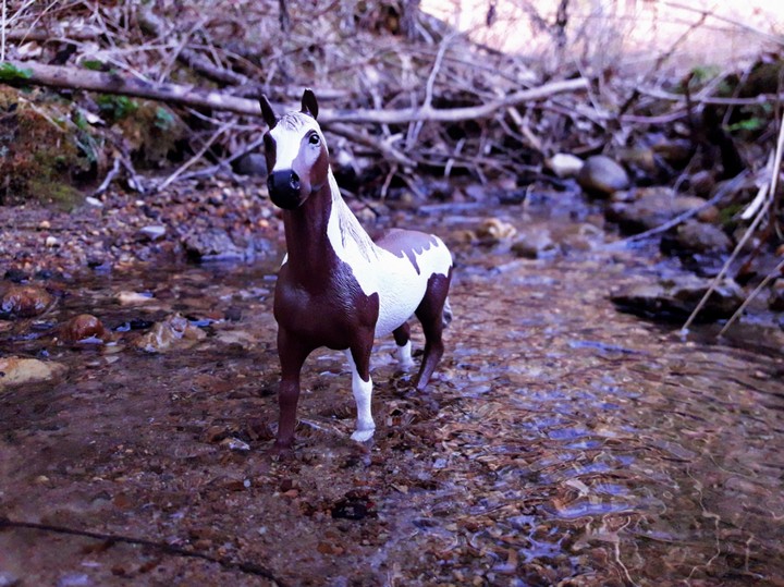 horse