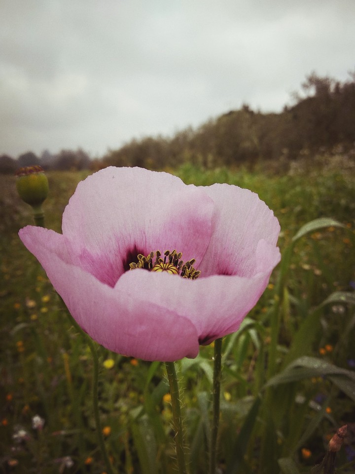 Papavero rosa
