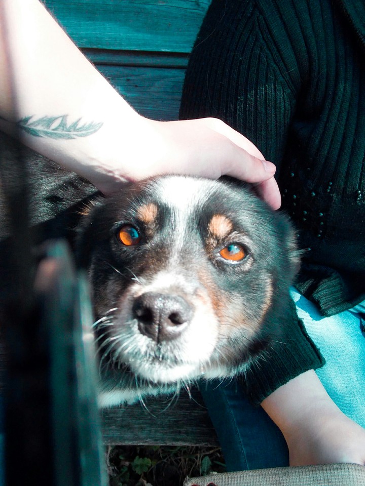 Dog