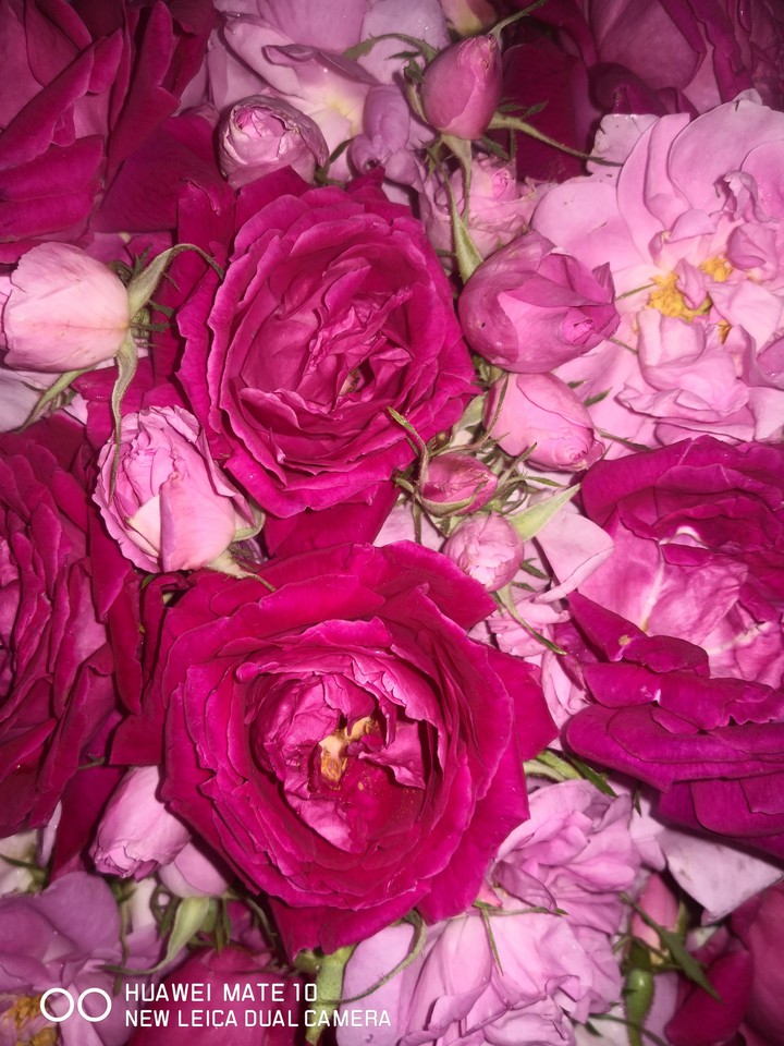 roses