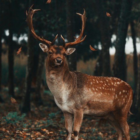 Deer