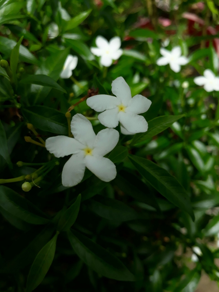 white flowers