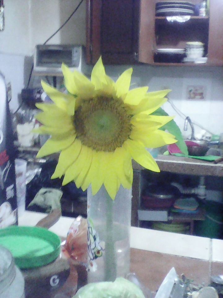 girasol