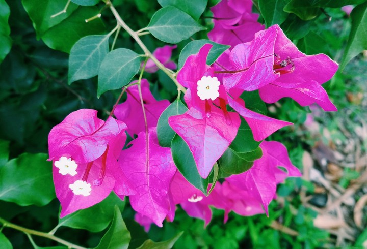 #Flower