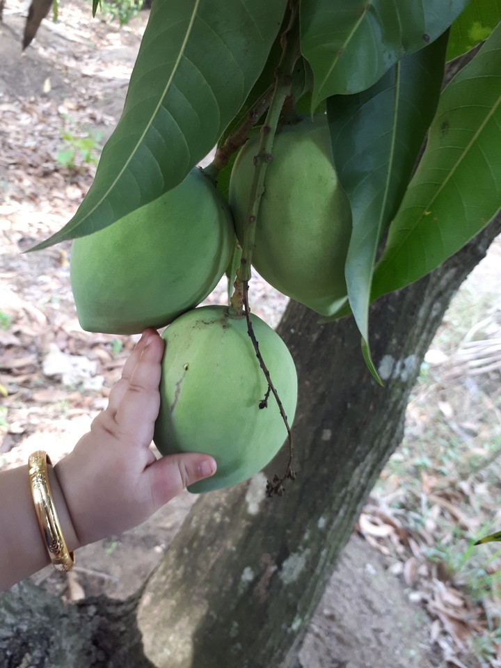 mangos