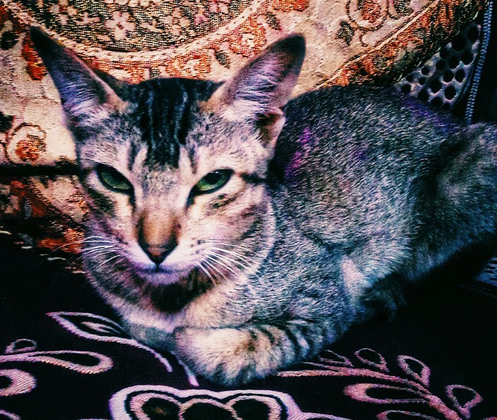Angry Cat