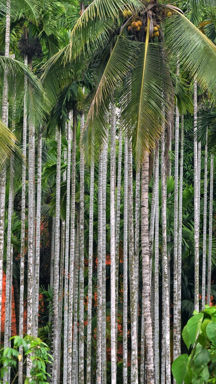Trees
