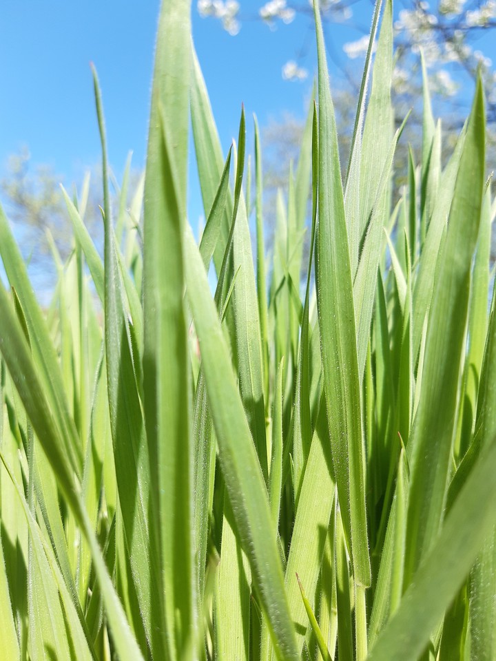 grass