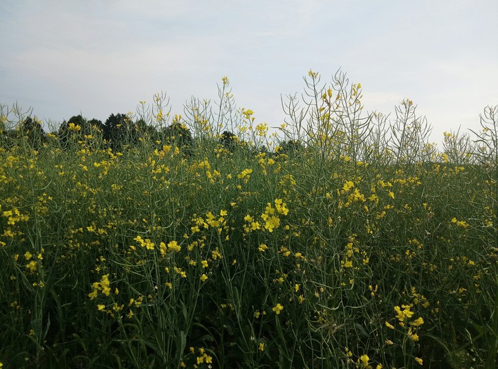 sunny summer
