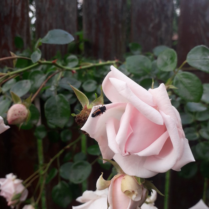 roses