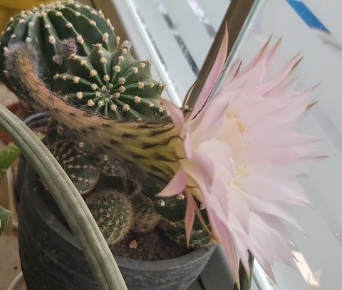 pink, flower wallpapers