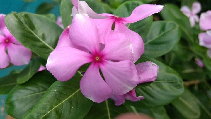 Innocent Pink