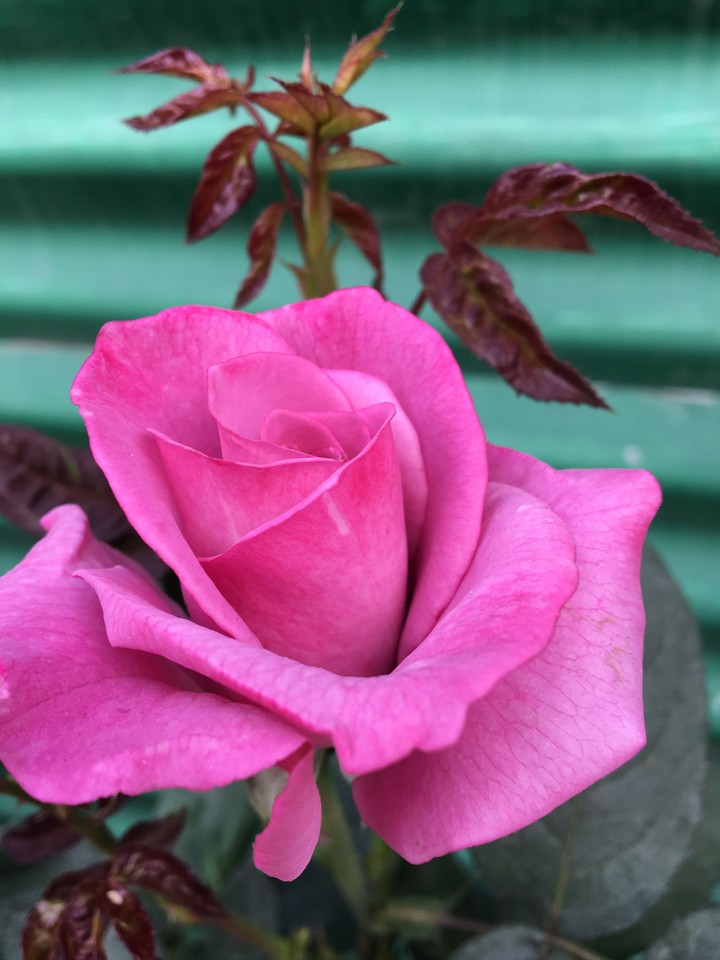 magenta rose