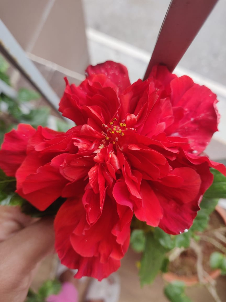 flower