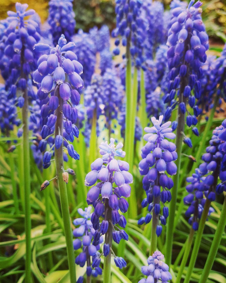 Muscari